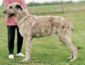 Falcarragh Skyard Daigle