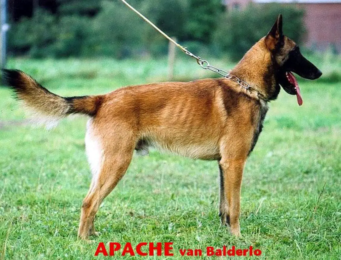 Apache van Balderlo
