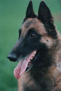 Xilly's Meta-Marocco (Malinois)