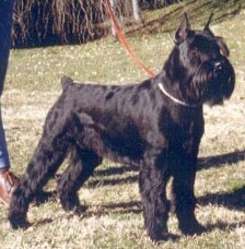 Malya Makita