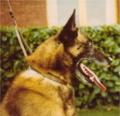 Snap van Bouwelhei (Malinois)