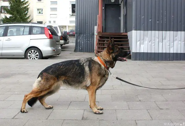 Flame Endless vom Gloriya Hunde