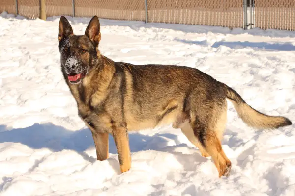 stryker timber wolf