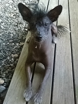 Amidos Vän Seneg