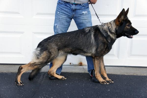 Vom gildaf german best sale shepherds