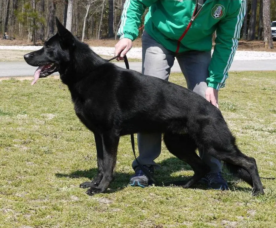 Iron von den Wolfen