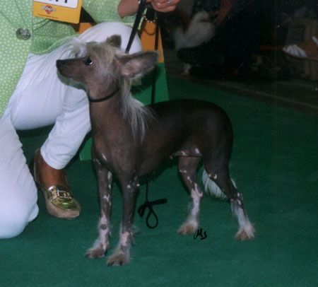Sweetheart Von Shinbashi