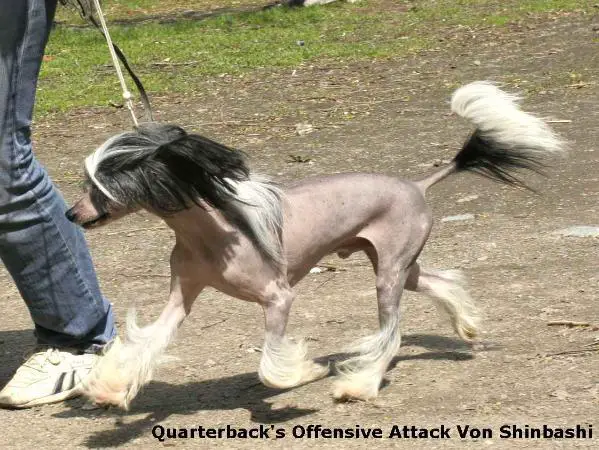 Quarterback's Offensive Attack Von Shinbashi