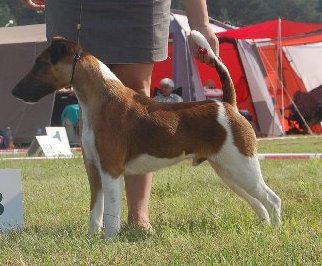 Winston vom Osthof