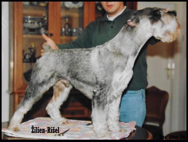 Zilien Rishel