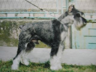 Sato
