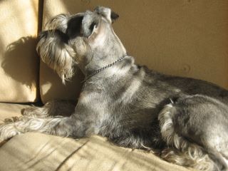 Ornella-Ori of Silver Pin