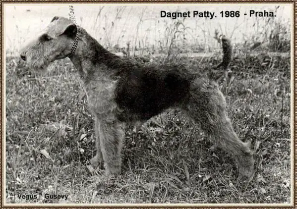 Dagnet Patty