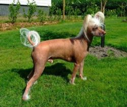 Oromuson Diggaan Doggaan