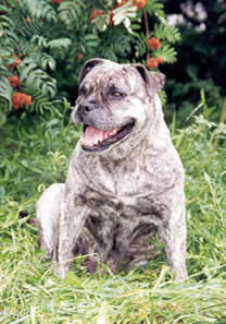 Dona Del Gor Blau
