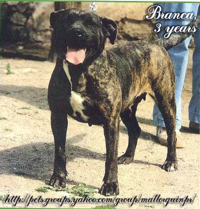 Branca RRC 0057668