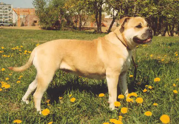 Adriena