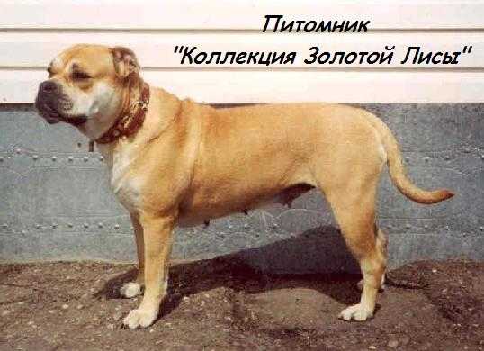 Gella Zolotaya Lisa