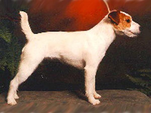 Clystlands Cracker Jack