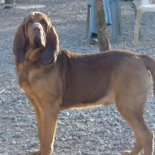 Carob's Copper Hank