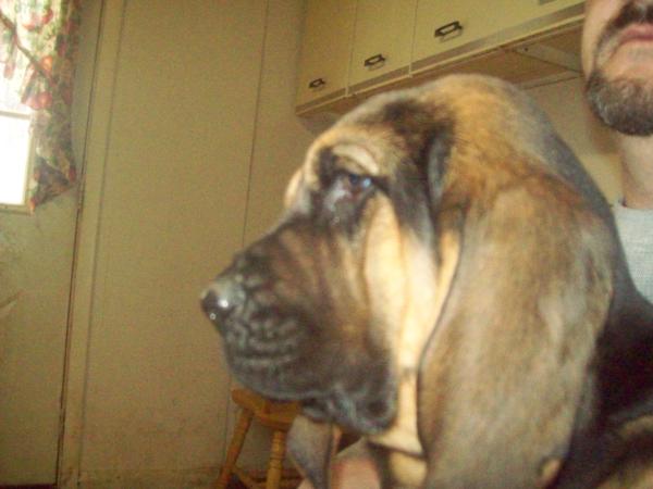 Sr. Tank Mountain Crest BloodHound Dailys Boy