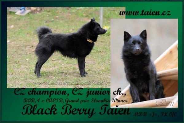 Black Berry Taien