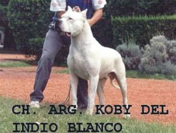 Koby del Indio Blanco