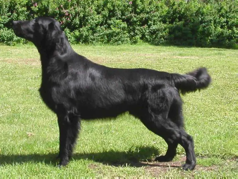 Flatterhaft Black Dog