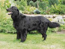 Black Amandas Jolly Good Fellow