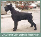Grigus Last Starring Messenger