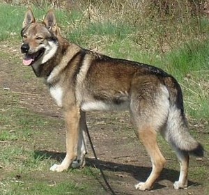 Amber Wolf z Peronówki