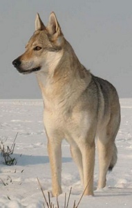 Andariel Wolf z Peronówki