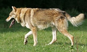 Anubis Wolf z Peronówki
