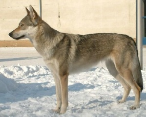 Aset Voodoo Wolf z Peronówki
