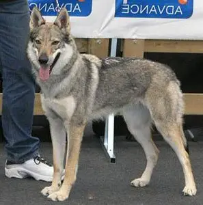 Beau Isabeau z Peronówki
