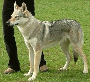 Callisto z Peronówki