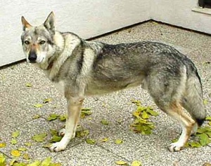 Aragorn Potomok vlkov