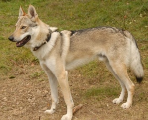 Geryon z Peronówki