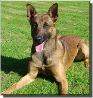 nvbk malinois breeders