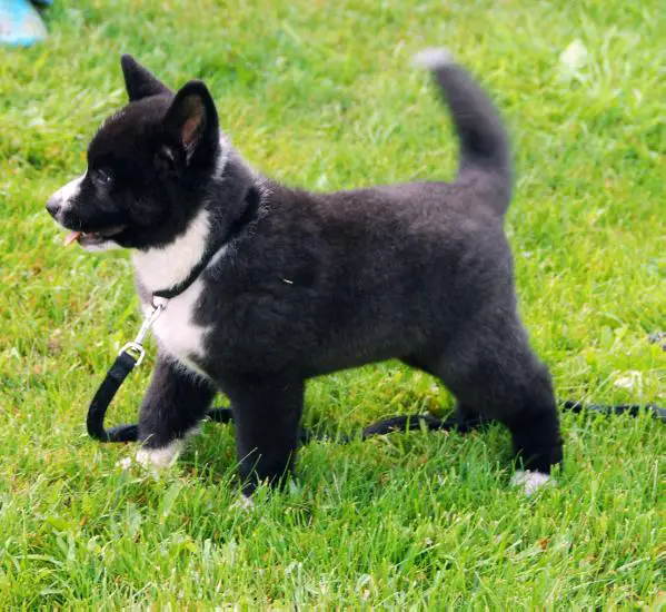 Runningbeardogs Sako