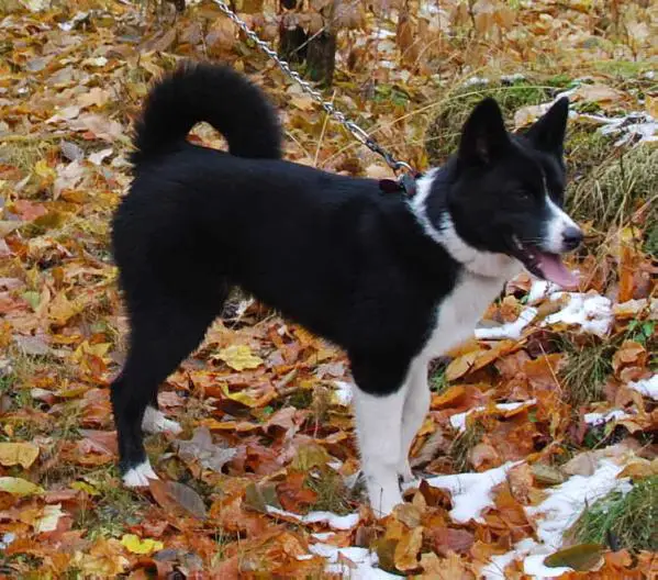 Runningbeardogs Seide