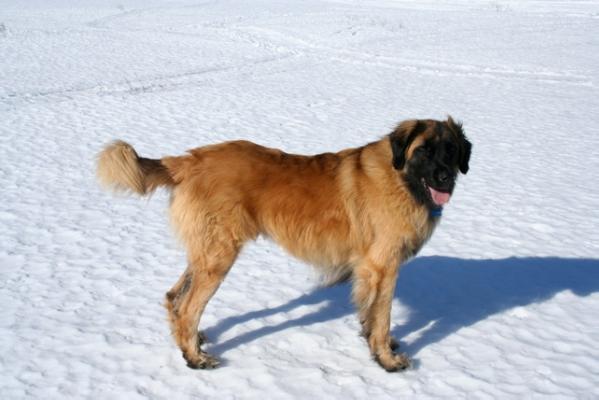 Feiner Kennels Dakota Dusk