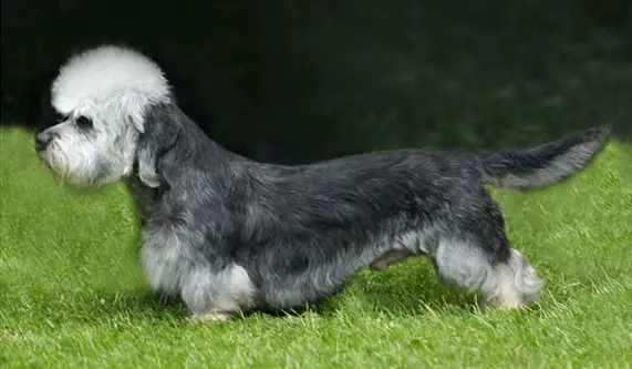 German Dandies' Nevio