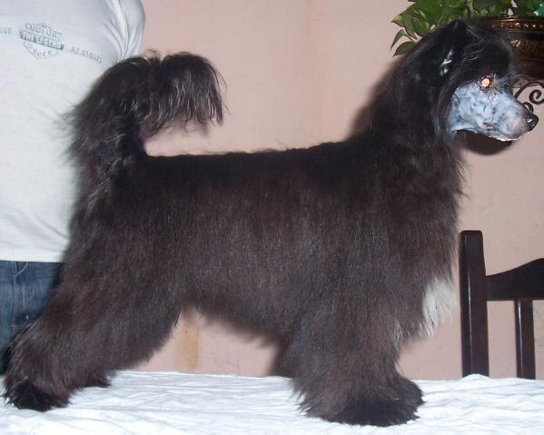 FalaZairroo Deeler Di Tenerezza