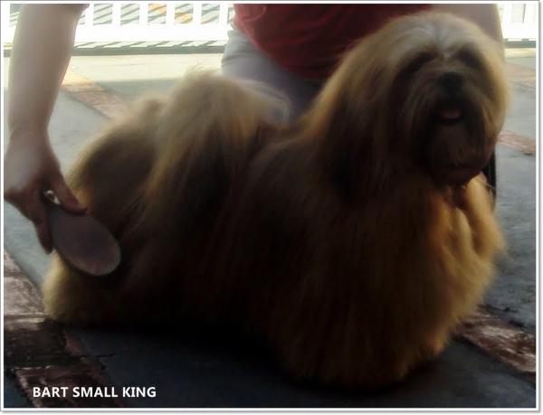 Bart Small King