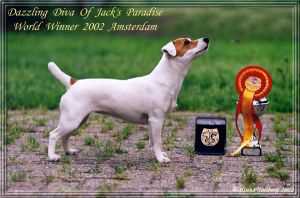 Dazzling Diva of Jack's Paradise