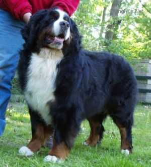 Bernerdalens Ruben