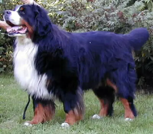 Odenhills Werner-Wix