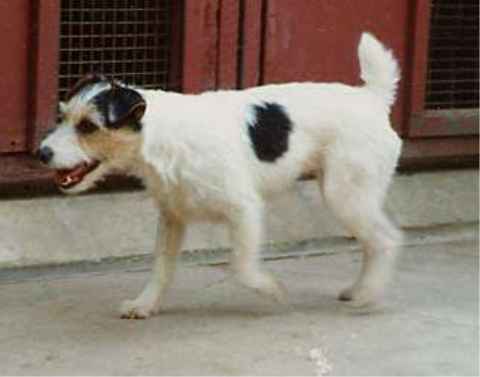 B. Sayner's Tess