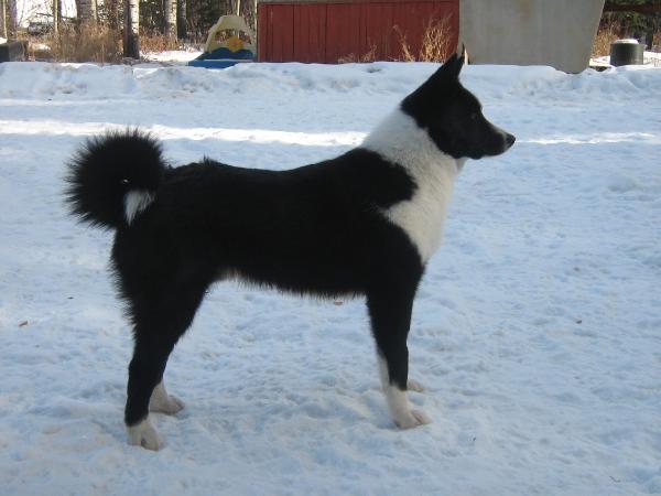 Grawpaws Dakoda Lasse